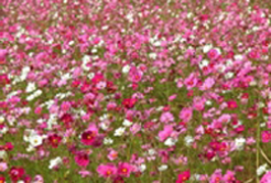 Introduction & terms