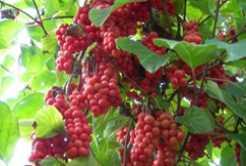 Introduction & terms