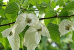 Introduction & terms